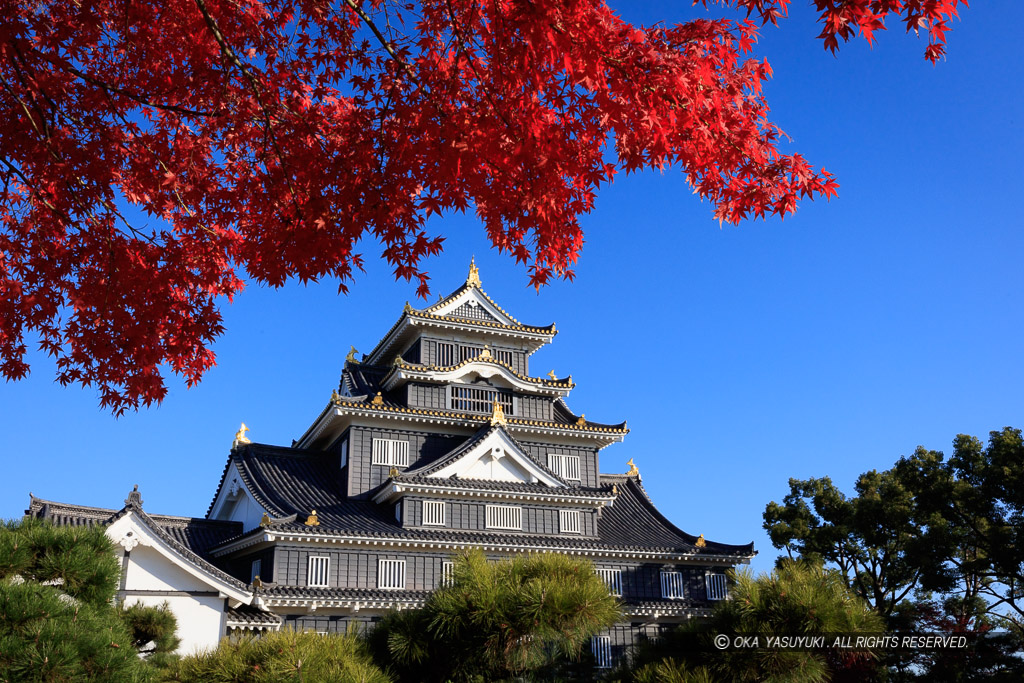 岡山城の紅葉