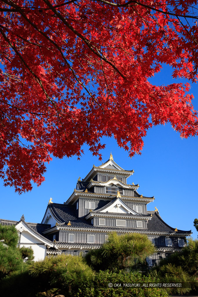 岡山城の紅葉