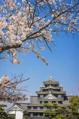 岡山城の桜｜高解像度画像サイズ：3667 x 5501 pixels｜写真番号：1P3J0886｜撮影：Canon EOS-1Ds Mark III