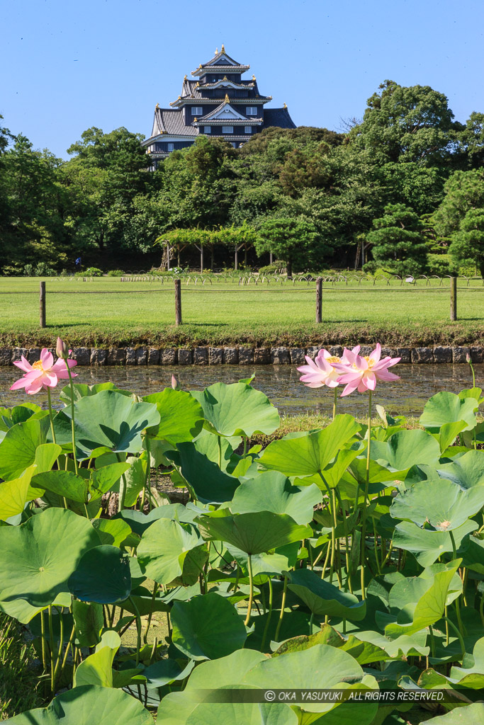 蓮と岡山城天守