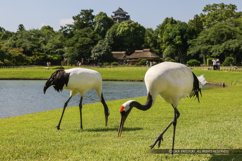 後楽園のタンチョウ