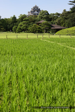 井田｜高解像度画像サイズ：3744 x 5616 pixels｜写真番号：1P3J7866｜撮影：Canon EOS-1Ds Mark III