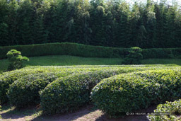 茶畑と竹林｜高解像度画像サイズ：5616 x 3744 pixels｜写真番号：1P3J7867｜撮影：Canon EOS-1Ds Mark III