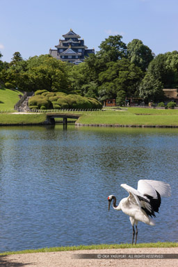 後楽園のタンチョウと岡山城天守｜高解像度画像サイズ：3744 x 5616 pixels｜写真番号：1P3J7886-Edit｜撮影：Canon EOS-1Ds Mark III