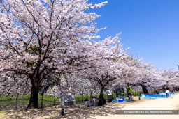 城址公園桜名所 | 高解像度画像サイズ：8192 x 5464 pixels | 写真番号：6F1A5045 | 撮影：Canon EOS R5m2