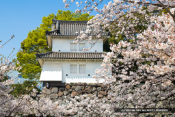 府内城の桜・平櫓 | 高解像度画像サイズ：7854 x 5239 pixels | 写真番号：6F1A5048 | 撮影：Canon EOS R5m2