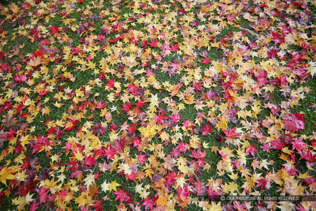 臥龍山荘の紅葉