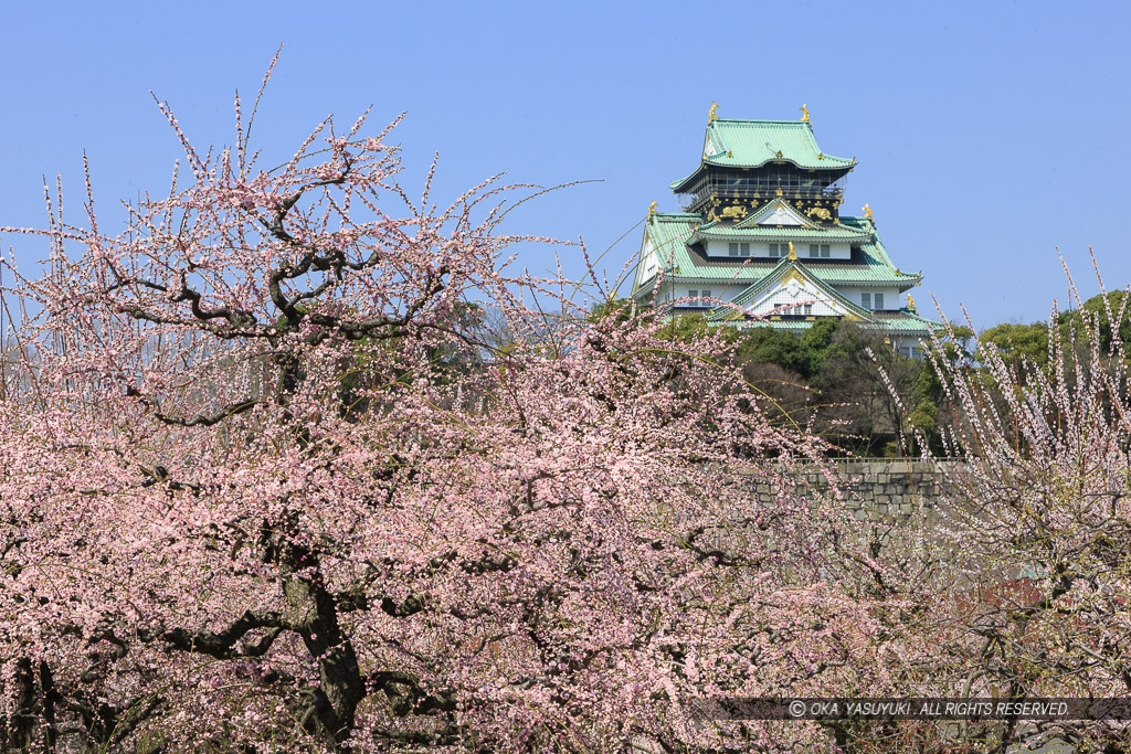 大阪城梅林