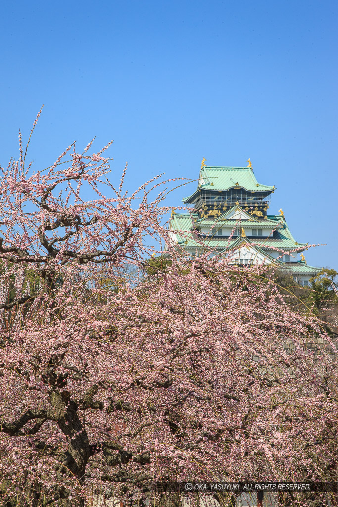 大阪城梅林