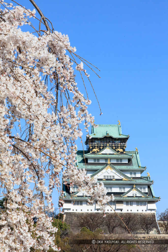 大阪城の桜