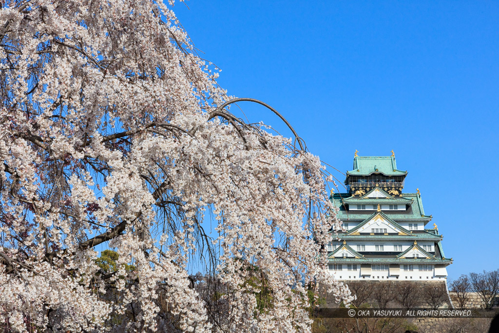 大阪城の桜