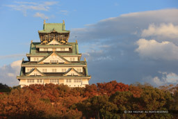 紅葉の大阪城｜高解像度画像サイズ：5329 x 3553 pixels｜写真番号：1P3J1342｜撮影：Canon EOS-1Ds Mark III