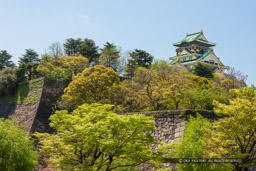 青屋口から天守を望む｜高解像度画像サイズ：5365 x 3576 pixels｜写真番号：1P3J1526｜撮影：Canon EOS-1Ds Mark III