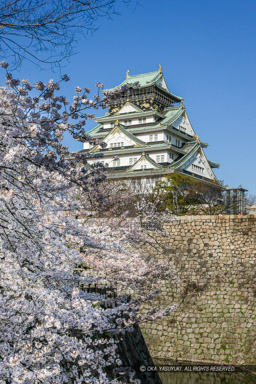 大阪城の桜｜高解像度画像サイズ：3279 x 4919 pixels｜写真番号：1P3J2166｜撮影：Canon EOS-1Ds Mark III