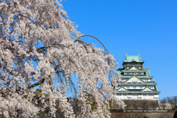 大阪城の桜｜高解像度画像サイズ：8646 x 5764 pixels｜写真番号：5DSA7355｜撮影：Canon EOS 5DS