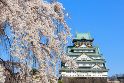 大阪城の桜｜高解像度画像サイズ：8480 x 5654 pixels｜写真番号：5DSA7364｜撮影：Canon EOS 5DS