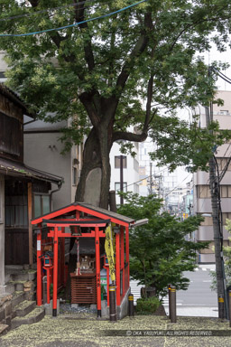 榎木大明神・熊野街道｜高解像度画像サイズ：3456 x 5184 pixels｜写真番号：1DXL1338｜撮影：Canon EOS-1D X