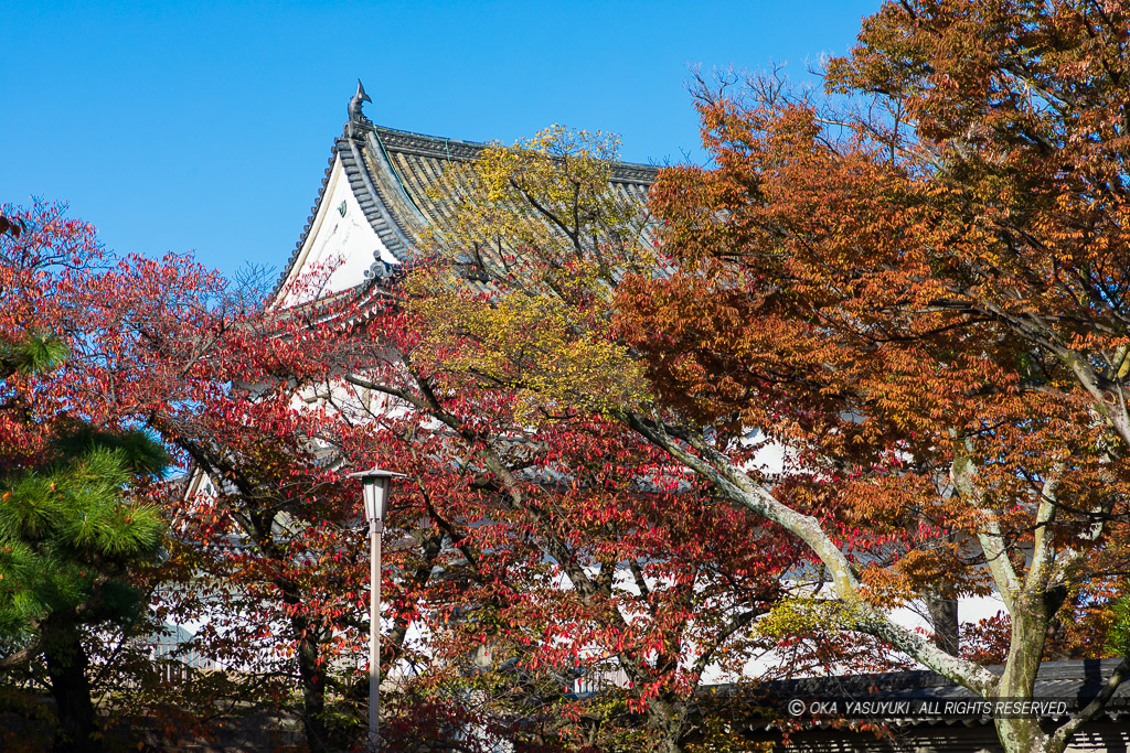 大阪城公園の紅葉