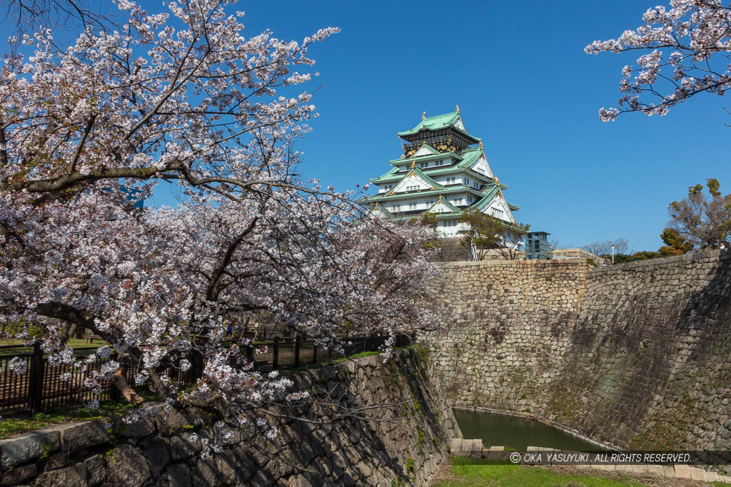 大阪城天守閣と桜