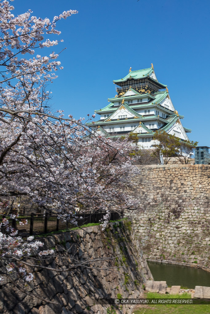 大阪城天守閣と桜