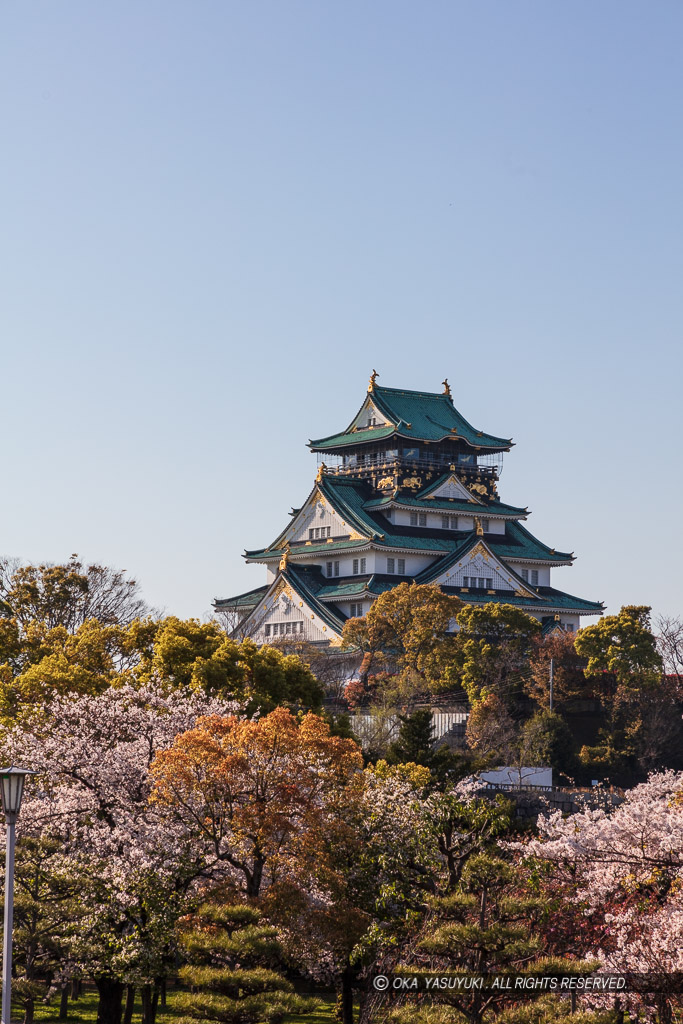 桜と大阪城天守閣