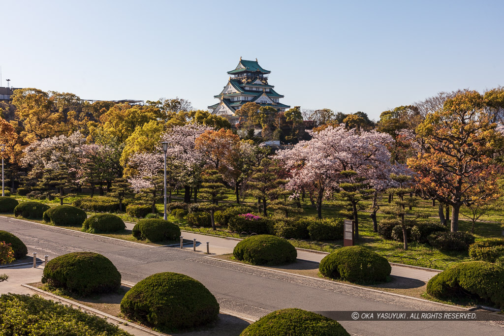 桜と大阪城天守閣