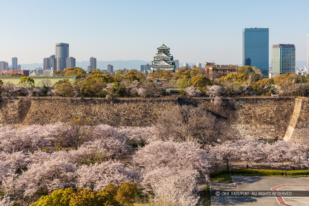 桜の大阪城