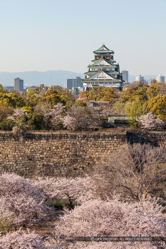 桜の大阪城