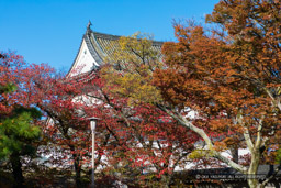 大阪城公園の紅葉｜高解像度画像サイズ：6720 x 4480 pixels｜写真番号：5D4A3862｜撮影：Canon EOS 5D Mark IV