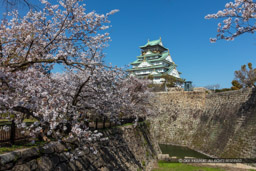 大阪城天守閣と桜｜高解像度画像サイズ：8345 x 5564 pixels｜写真番号：5DSA1202｜撮影：Canon EOS 5DS