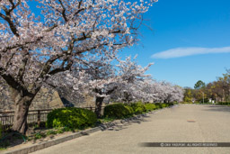 西の丸庭園園路・桜｜高解像度画像サイズ：8688 x 5792 pixels｜写真番号：5DSA1293｜撮影：Canon EOS 5DS