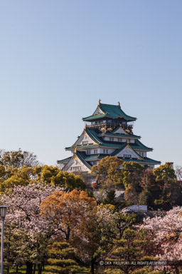 桜と大阪城天守閣｜高解像度画像サイズ：5792 x 8688 pixels｜写真番号：5DSA1301｜撮影：Canon EOS 5DS