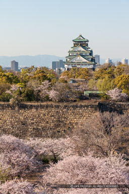 桜の大阪城｜高解像度画像サイズ：5693 x 8539 pixels｜写真番号：5DSA1324｜撮影：Canon EOS 5DS