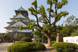 豊臣秀吉手植えの樟｜高解像度画像サイズ：7826 x 5217 pixels｜写真番号：5DSA1907｜撮影：Canon EOS 5DS