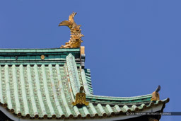 大阪城天守閣の鯱|高解像度画像サイズ:8688 x 5792 pixels|写真番号:5DSA1973-Edit|撮影:Canon EOS 5DS