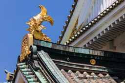 大阪城天守閣千鳥破風上の鯱|高解像度画像サイズ:8688 x 5792 pixels|写真番号:5DSA1976|撮影:Canon EOS 5DS