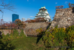 大阪城天守閣と本丸石垣・空堀・紅葉｜高解像度画像サイズ：8125 x 5417 pixels｜写真番号：5DSA9582-Edit｜撮影：Canon EOS 5DS