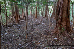 西の丸北曲輪 | 高解像度画像サイズ：6000 x 4000 pixels | 写真番号：IMG_1129 | 撮影：Canon EOS R10
