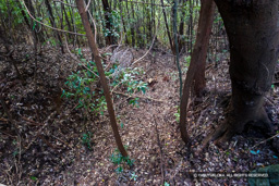 まむし谷堀切 | 高解像度画像サイズ：6000 x 4000 pixels | 写真番号：IMG_1141 | 撮影：Canon EOS R10