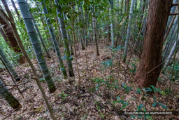 北東曲輪 | 高解像度画像サイズ：6000 x 4000 pixels | 写真番号：IMG_1150 | 撮影：Canon EOS R10