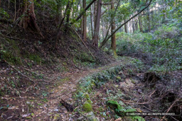 大手道 | 高解像度画像サイズ：6000 x 4000 pixels | 写真番号：IMG_1161 | 撮影：Canon EOS R10