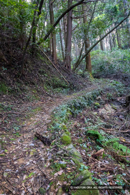 大手道 | 高解像度画像サイズ：4000 x 6000 pixels | 写真番号：IMG_1162 | 撮影：Canon EOS R10