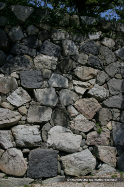  | 高解像度画像サイズ：3328 x 4992 pixels | 写真番号：VJ7Z2368 | 撮影：Canon EOS-1Ds Mark II