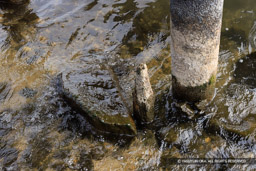 胴木が動くのを抑えるための木杭の可能性 | 高解像度画像サイズ：8192 x 5464 pixels | 写真番号：344A5511 | 撮影：Canon EOS R5