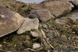 胴木が動くのを抑えるための木杭 | 高解像度画像サイズ：8192 x 5464 pixels | 写真番号：344A5516 | 撮影：Canon EOS R5