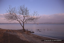坂本城址公園から琵琶湖を望む | 高解像度画像サイズ：3981 x 2673 pixels | 写真番号：sakamoto_19 | 撮影：