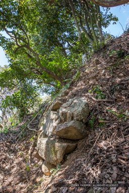 佐和山城で近年発見された石垣・本丸南側｜高解像度画像サイズ：3744 x 5616 pixels｜写真番号：1P3J4274｜撮影：Canon EOS-1Ds Mark III