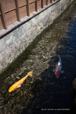 島原の水路｜高解像度画像サイズ：3328 x 4992 pixels｜写真番号：VJ7Z1529｜撮影：Canon EOS-1Ds Mark II