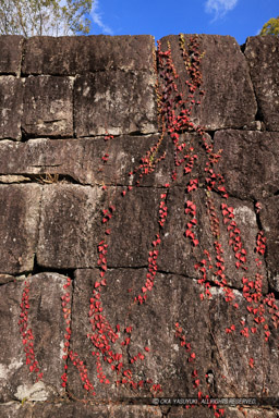 石垣に紅葉するツタ｜高解像度画像サイズ：5464 x 8192 pixels｜写真番号：344A6257｜撮影：Canon EOS R5