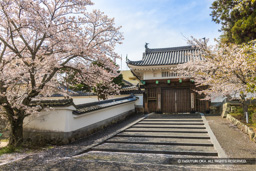 園部城櫓門（春の桜） | 高解像度画像サイズ：7489 x 4994 pixels | 写真番号：344A9382 | 撮影：Canon EOS R5